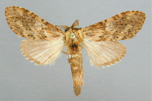 /filer/webapps/moths/media/images/E/erecta_Eurystaura_A_RMCA.jpg