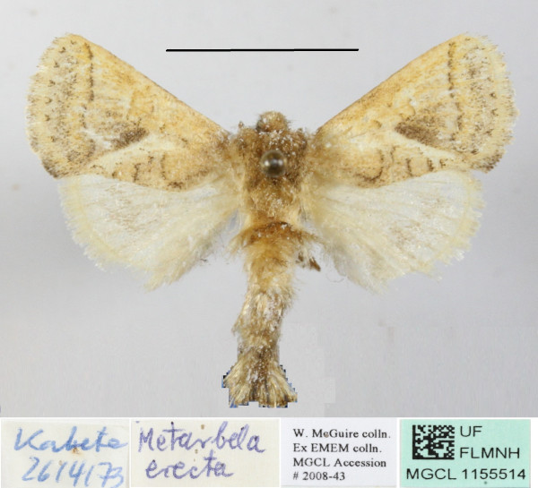 /filer/webapps/moths/media/images/E/erecta_Metarbela_A_MGCLa_01.JPG
