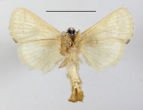 /filer/webapps/moths/media/images/E/erecta_Metarbela_A_MGCLb_01.JPG
