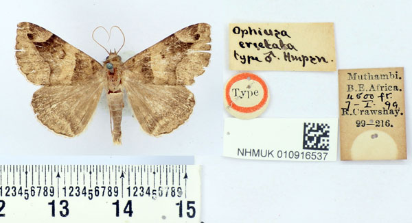/filer/webapps/moths/media/images/E/erectata_Ophiusa_HT_BMNH.jpg