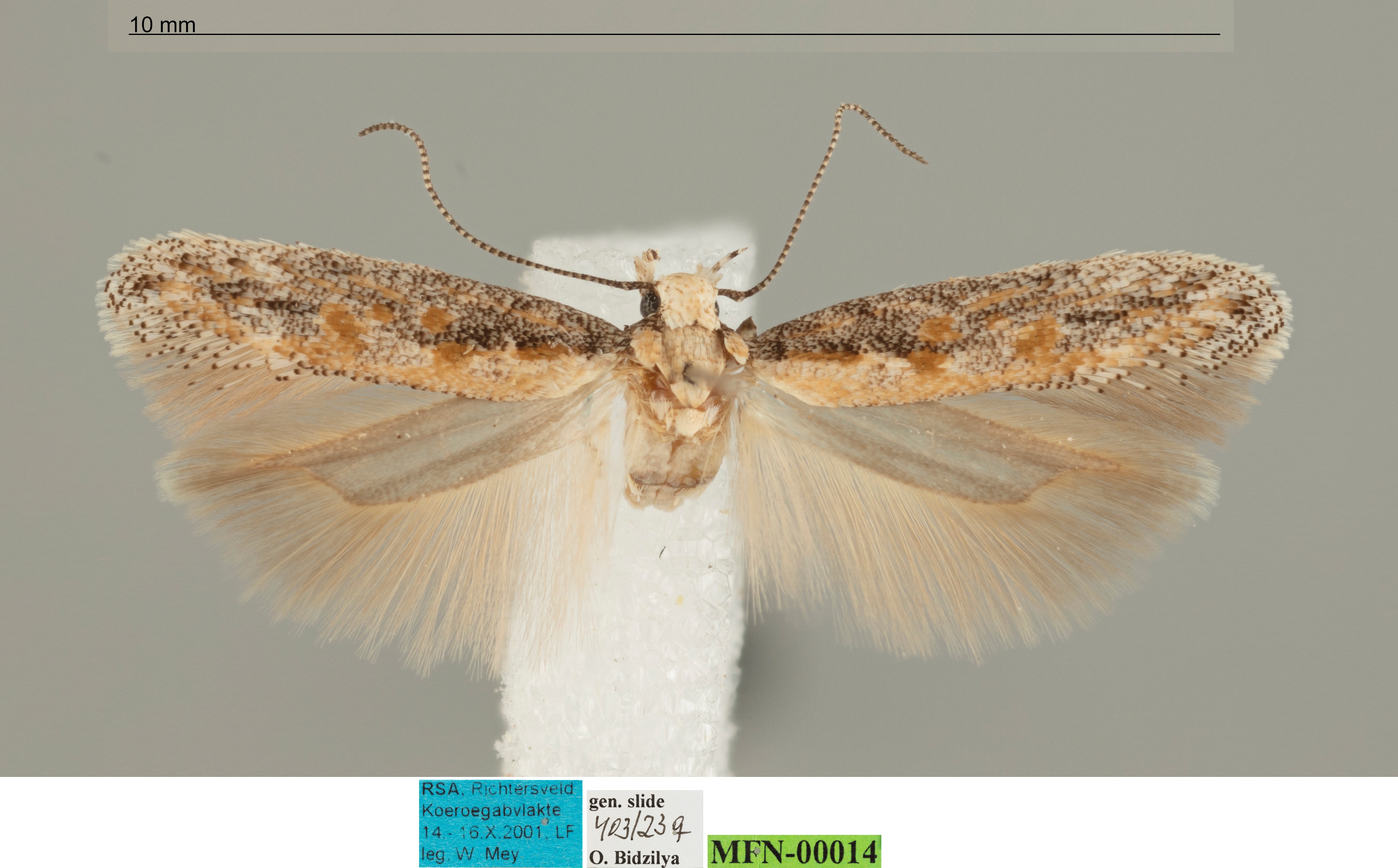 /filer/webapps/moths/media/images/E/eremaula_Ephysteris_AF_MfN.jpg