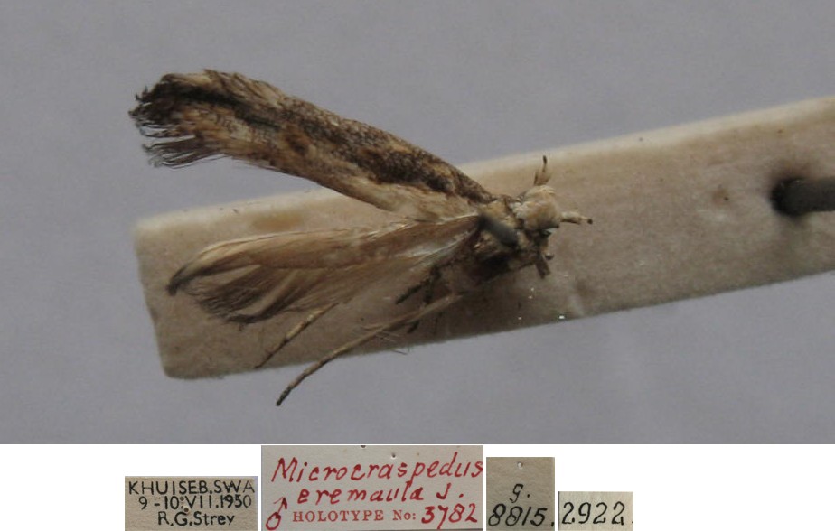 /filer/webapps/moths/media/images/E/eremaula_Microcraspedus_MHT_TMSA.jpg