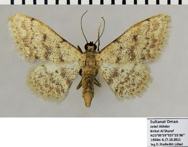 /filer/webapps/moths/media/images/E/eremica_Idaea_AF_ZSM_01a.jpg