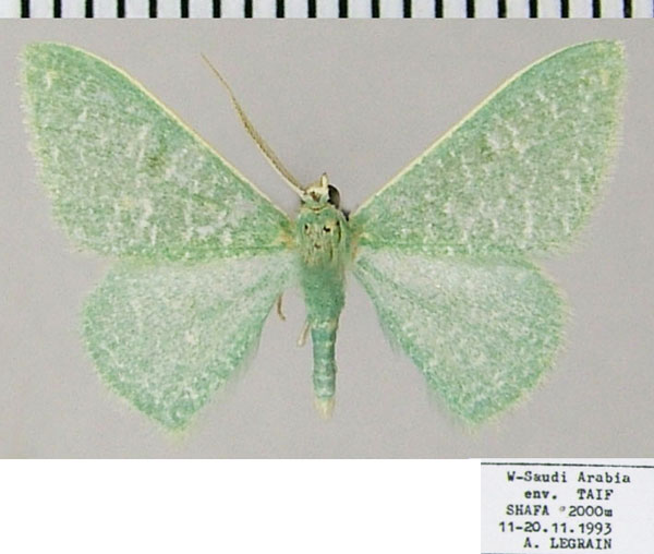 /filer/webapps/moths/media/images/E/eremica_Prasinocyma_AM_ZSMa.jpg