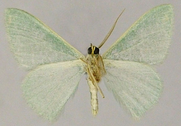 /filer/webapps/moths/media/images/E/eremica_Prasinocyma_AM_ZSMb.jpg