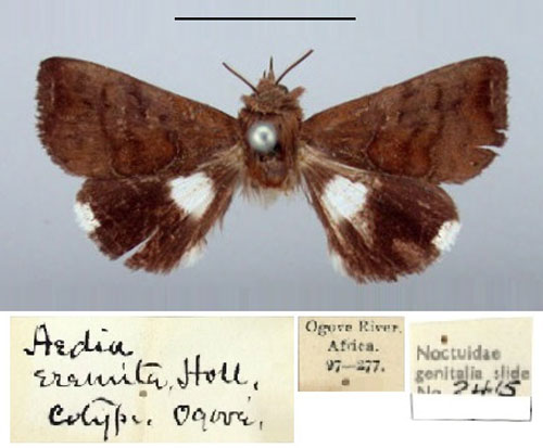 /filer/webapps/moths/media/images/E/eremita_Aedia_PT_BMNH.jpg