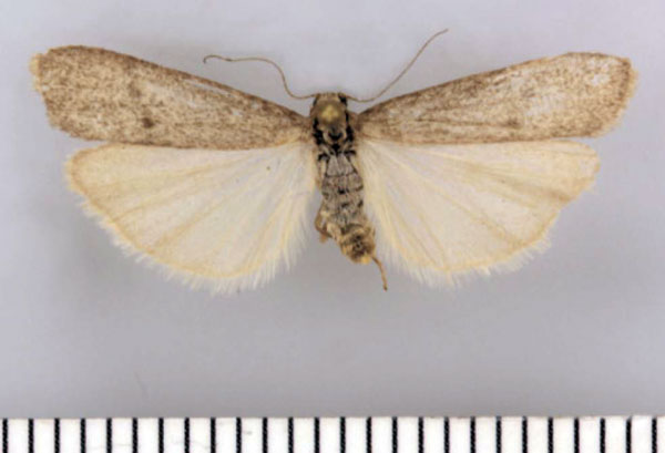 /filer/webapps/moths/media/images/E/eremita_Entephrilema_AF_TMSA.jpg