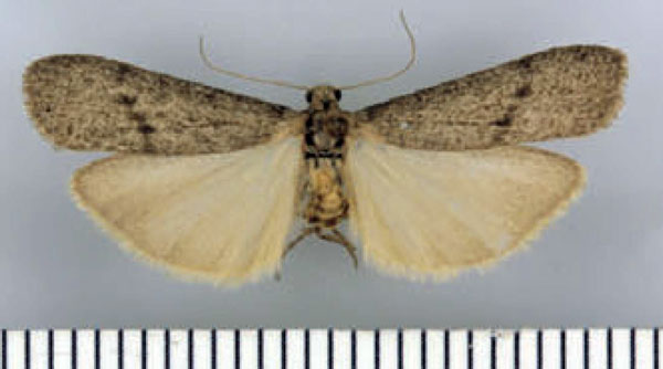 /filer/webapps/moths/media/images/E/eremita_Entephrilema_HT_TMSA.jpg