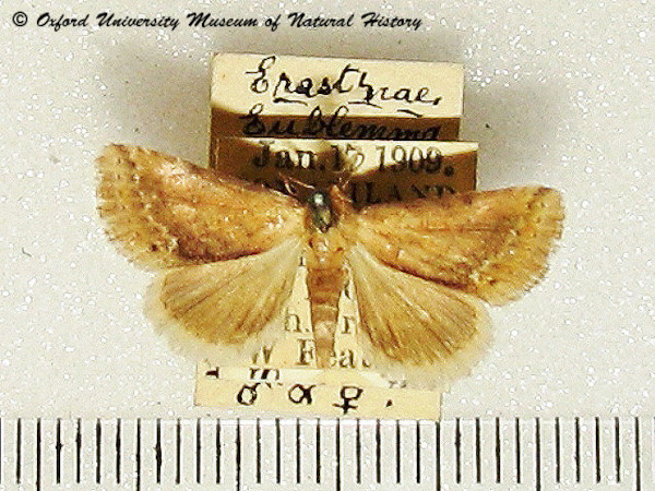 /filer/webapps/moths/media/images/E/eremochroa_Eublemma_A_OUMNH.jpg