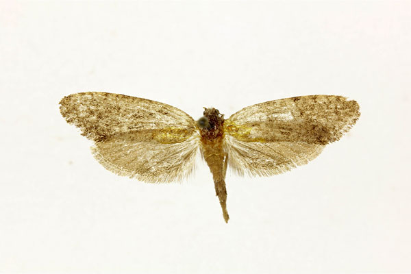 /filer/webapps/moths/media/images/E/erethopa_Melasina_ST_RMCA.jpg