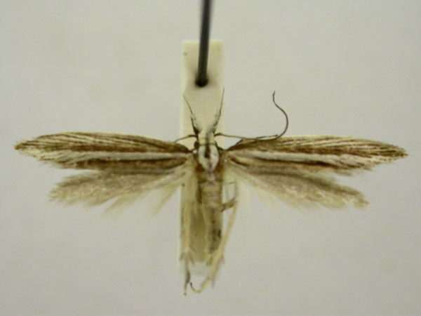 /filer/webapps/moths/media/images/E/eretmota_Limnaecia_HT892_TMSA_01.jpg