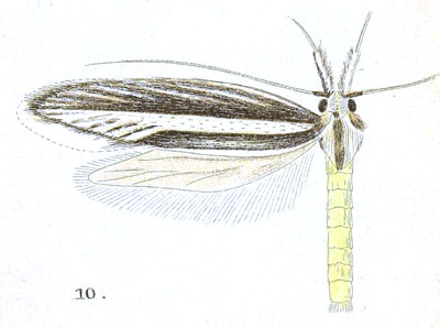/filer/webapps/moths/media/images/E/eretmota_Limnaecia_HT_Meyrick_6-10.jpg