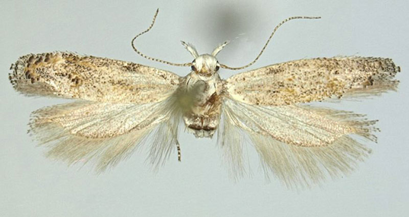 /filer/webapps/moths/media/images/E/erexita_Scrobipalpa_HT_ZMHB.jpg