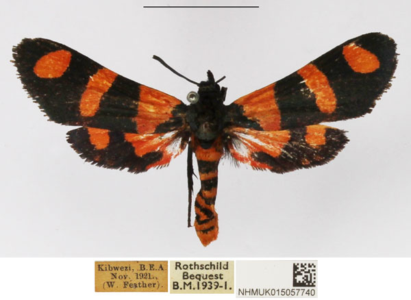 /filer/webapps/moths/media/images/E/ericata_Arniocera_AM_NHMUK.jpg