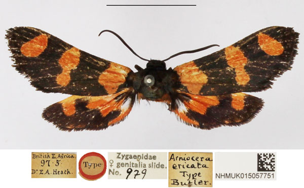 /filer/webapps/moths/media/images/E/ericata_Arniocera_HT_NHMUK.jpg