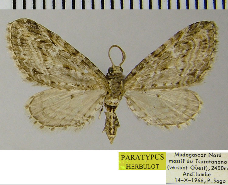 /filer/webapps/moths/media/images/E/ericeti_Eupithecia_PTF_ZSM_02.jpg
