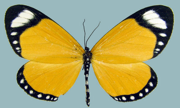 /filer/webapps/moths/media/images/E/erici_Aletis_AF_Staude.jpg