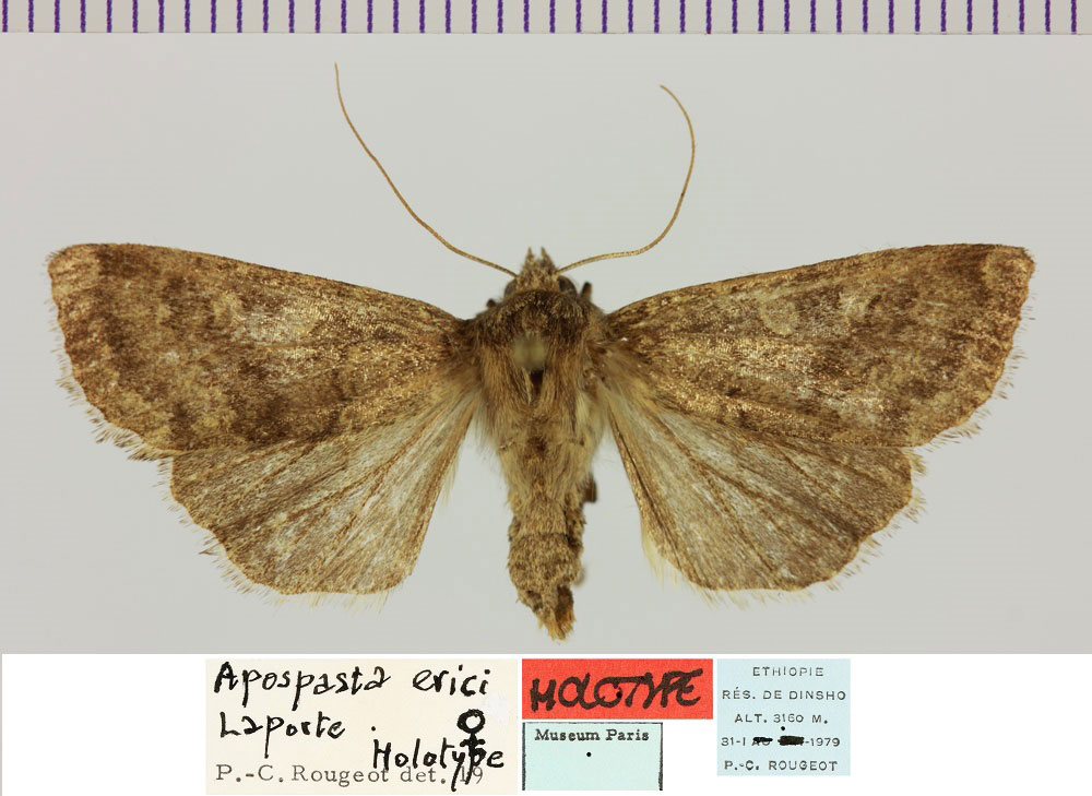 /filer/webapps/moths/media/images/E/erici_Apospasta_HT_MNHN.jpg