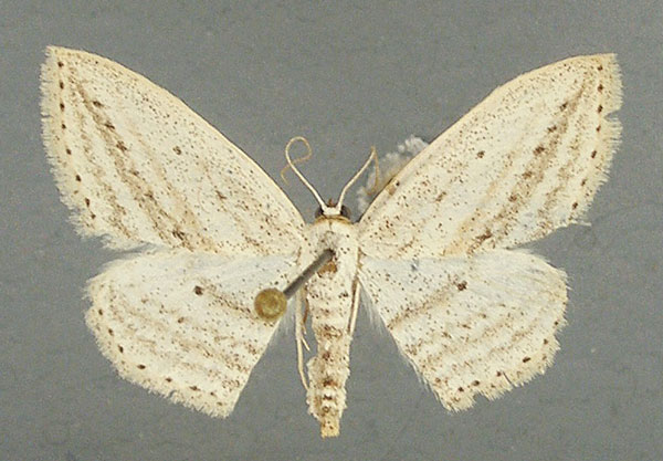/filer/webapps/moths/media/images/E/erinaria_Scopula_AM_TMSA_01.jpg