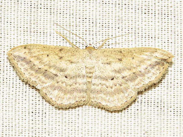 /filer/webapps/moths/media/images/E/erinaria_Scopula_A_Braun.jpg
