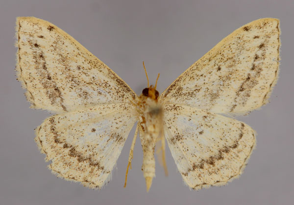/filer/webapps/moths/media/images/E/erinaria_Scopula_A_ZSM_02.jpg