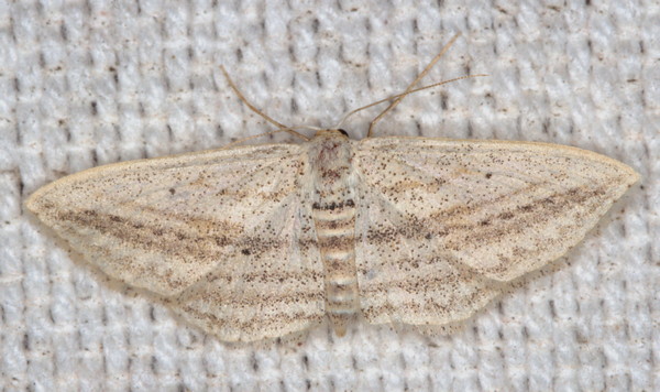 /filer/webapps/moths/media/images/E/erinaria_isolata_Scopula_F_Heyns_01.jpg