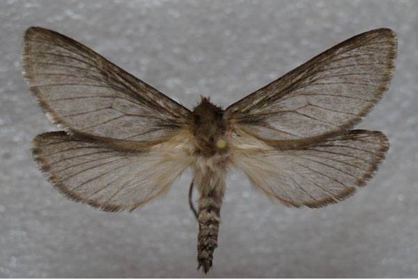 /filer/webapps/moths/media/images/E/eriogastra_Eudalaca_AM_Stroehle.jpg