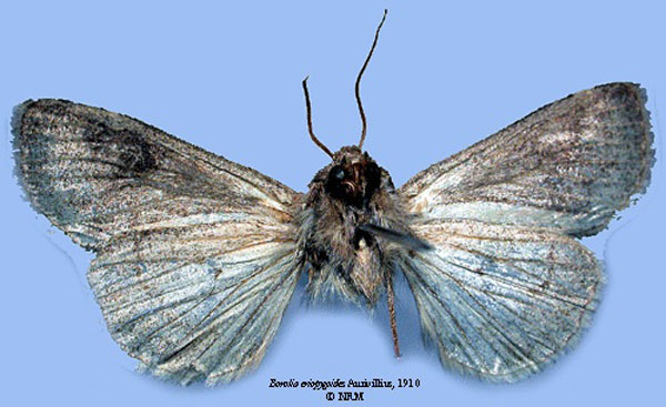 /filer/webapps/moths/media/images/E/eriopygioides_Borolia_HT_SNHMb.jpg