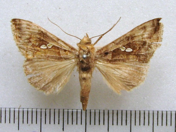 /filer/webapps/moths/media/images/E/eriosoma_Chrysodeixis_A_MMUM.jpg