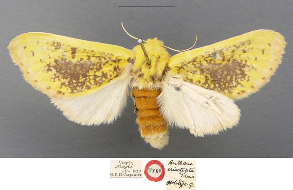 /filer/webapps/moths/media/images/E/eriostepta_Antheua_HT_NHMUK.jpg