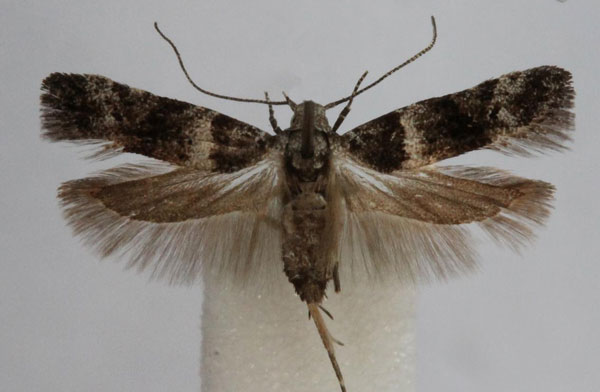 /filer/webapps/moths/media/images/E/eriozona_Anarsia_A_Bidzilya_01.jpg