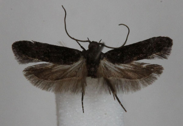 /filer/webapps/moths/media/images/E/eriozona_Anarsia_A_Bidzilya_02.jpg