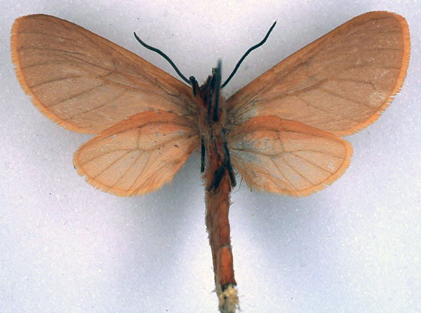 /filer/webapps/moths/media/images/E/erlangeri_Metarctia_HT_BMNH_02.jpg