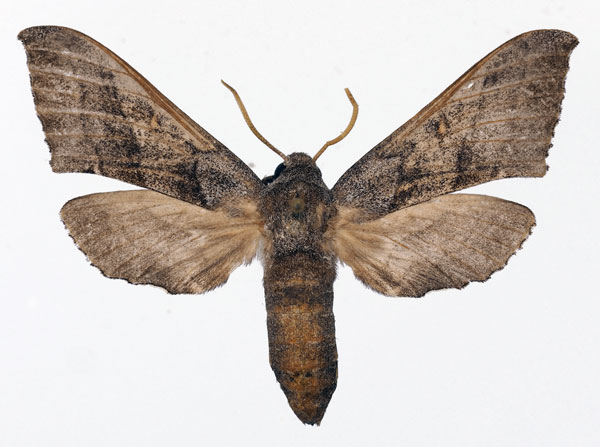 /filer/webapps/moths/media/images/E/erlangeri_Microclanis_AF_Basquin.jpg