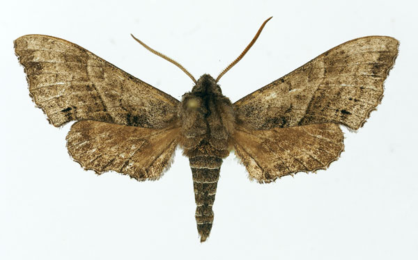 /filer/webapps/moths/media/images/E/erlangeri_Rufoclanis_AM_Basquin.jpg