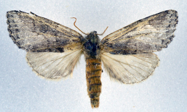 /filer/webapps/moths/media/images/E/eroki_Epidonta_AF_NHMO.jpg