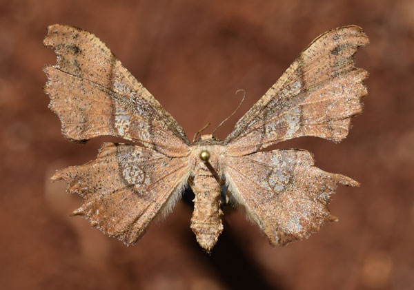 /filer/webapps/moths/media/images/E/erosa_Xenimpia_AF_Butler.jpg
