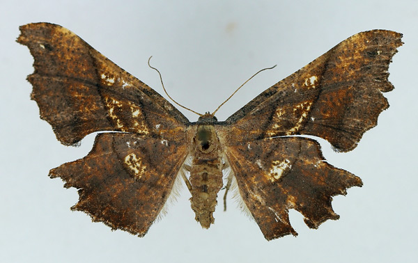 /filer/webapps/moths/media/images/E/erosa_Xenimpia_AF_TMSA.jpg