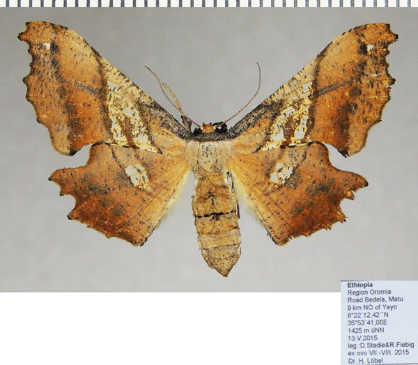 /filer/webapps/moths/media/images/E/erosa_Xenimpia_AF_ZSM.jpg