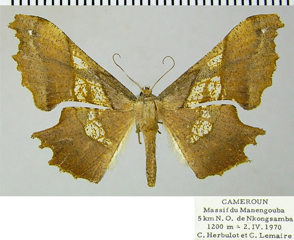 /filer/webapps/moths/media/images/E/erosa_Xenimpia_AF_ZSMa.jpg