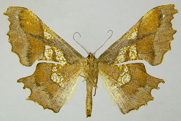 /filer/webapps/moths/media/images/E/erosa_Xenimpia_AF_ZSMb.jpg