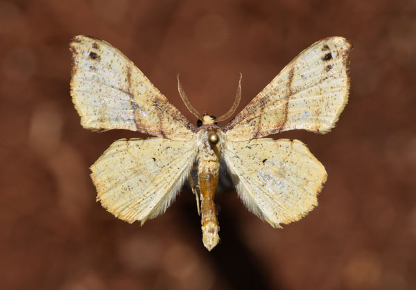 /filer/webapps/moths/media/images/E/erosa_Xenimpia_AM_Butler.jpg