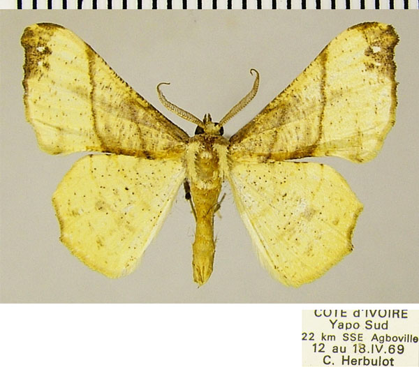 /filer/webapps/moths/media/images/E/erosa_Xenimpia_AM_ZSM.jpg