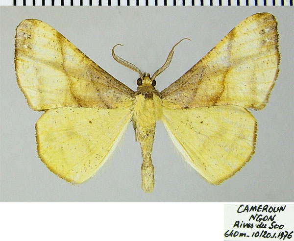 /filer/webapps/moths/media/images/E/erosa_Xenimpia_AM_ZSMa.jpg