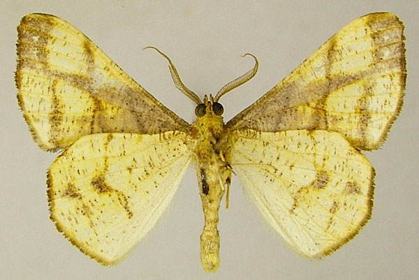 /filer/webapps/moths/media/images/E/erosa_Xenimpia_AM_ZSMb.jpg