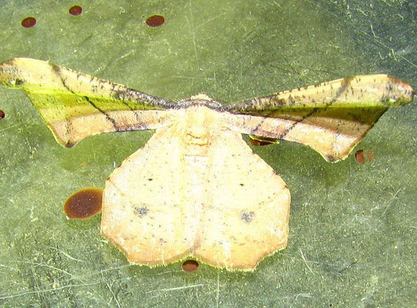 /filer/webapps/moths/media/images/E/erosa_Xenimpia_A_Goff_01.jpg