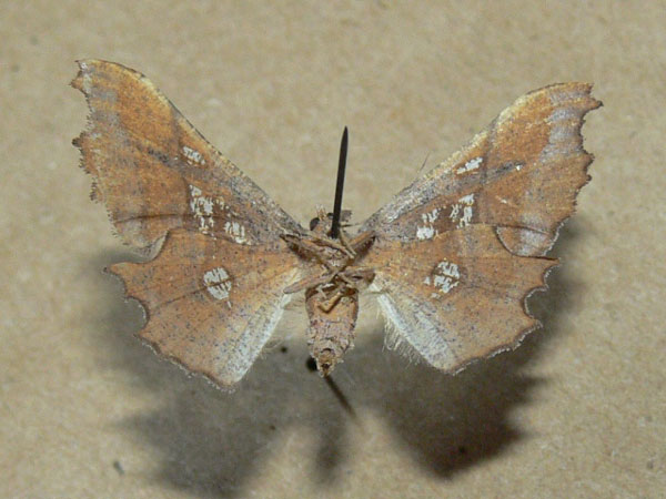 /filer/webapps/moths/media/images/E/erosa_Xenimpia_A_Goff_04.jpg