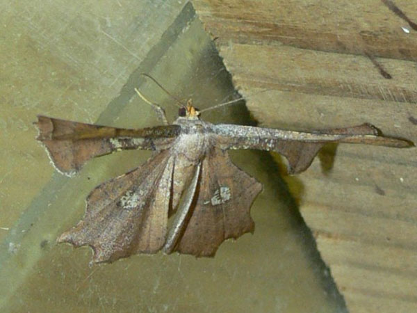 /filer/webapps/moths/media/images/E/erosa_Xenimpia_A_Goff_05.jpg