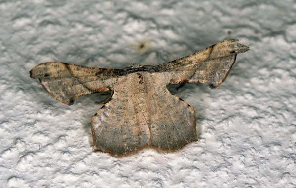 /filer/webapps/moths/media/images/E/erosa_Xenimpia_A_Roland_04.jpg
