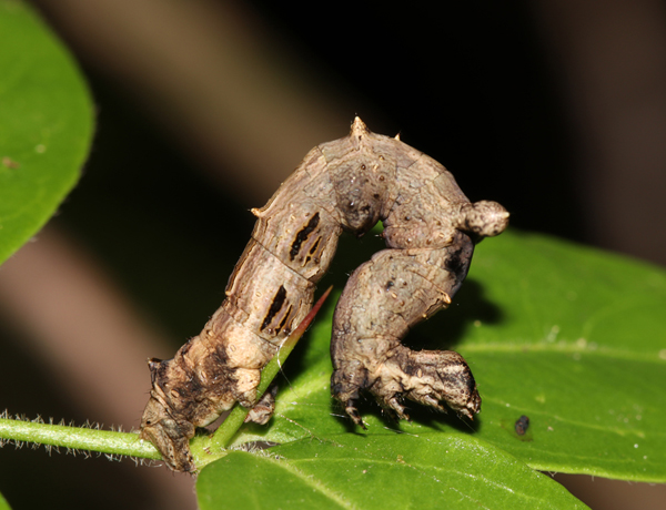 /filer/webapps/moths/media/images/E/erosa_Xenimpia_C_Roland_01.jpg